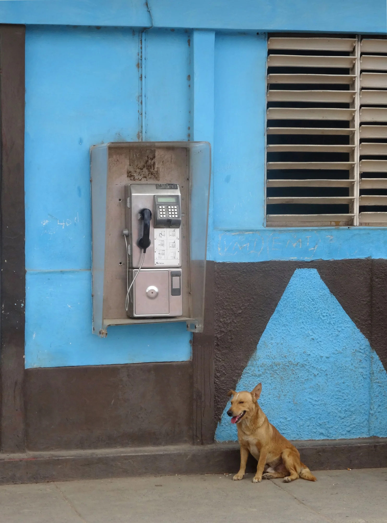 Collection Dogs And Other Lives Phone — photographie en couleur de Stéphane Pestel, collection Dogs & Other Lives