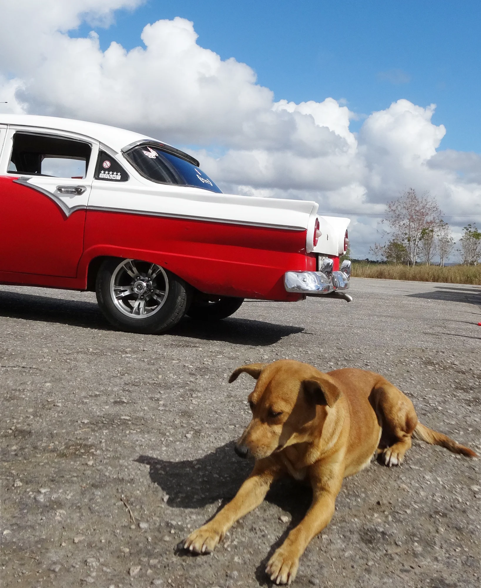 Collection Dogs And Other Lives Cuba Cars — photographie en couleur de Stéphane Pestel, collection Dogs & Other Lives