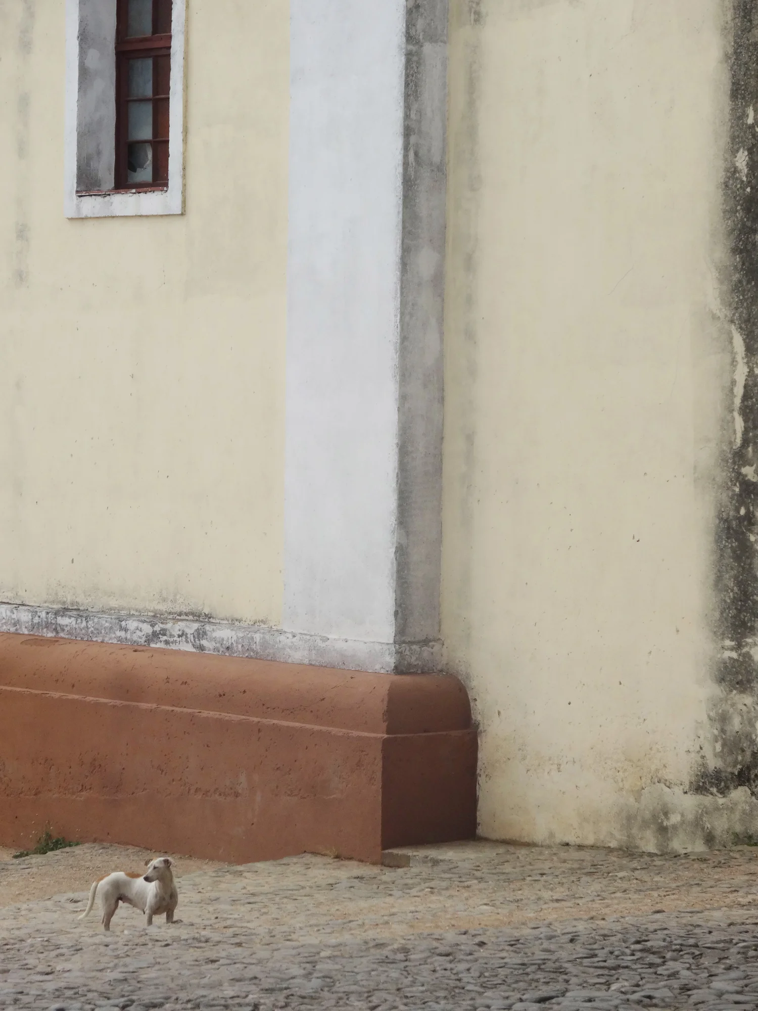 Collection Dogs And Other Lives Little — photographie en couleur de Stéphane Pestel, collection Dogs & Other Lives