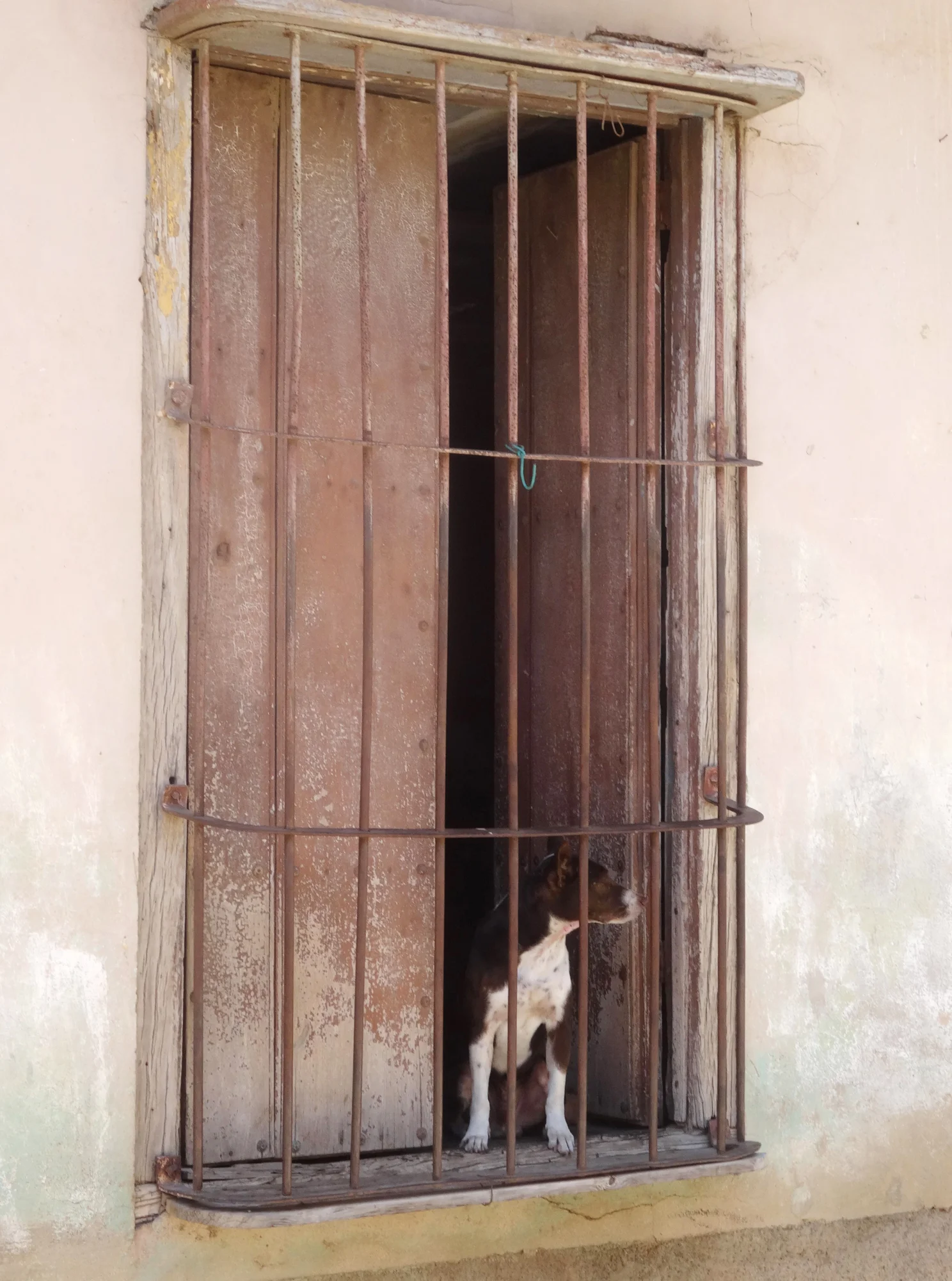 Collection Dogs And Other Lives Cuba Jail — photographie en couleur de Stéphane Pestel, collection Dogs & Other Lives