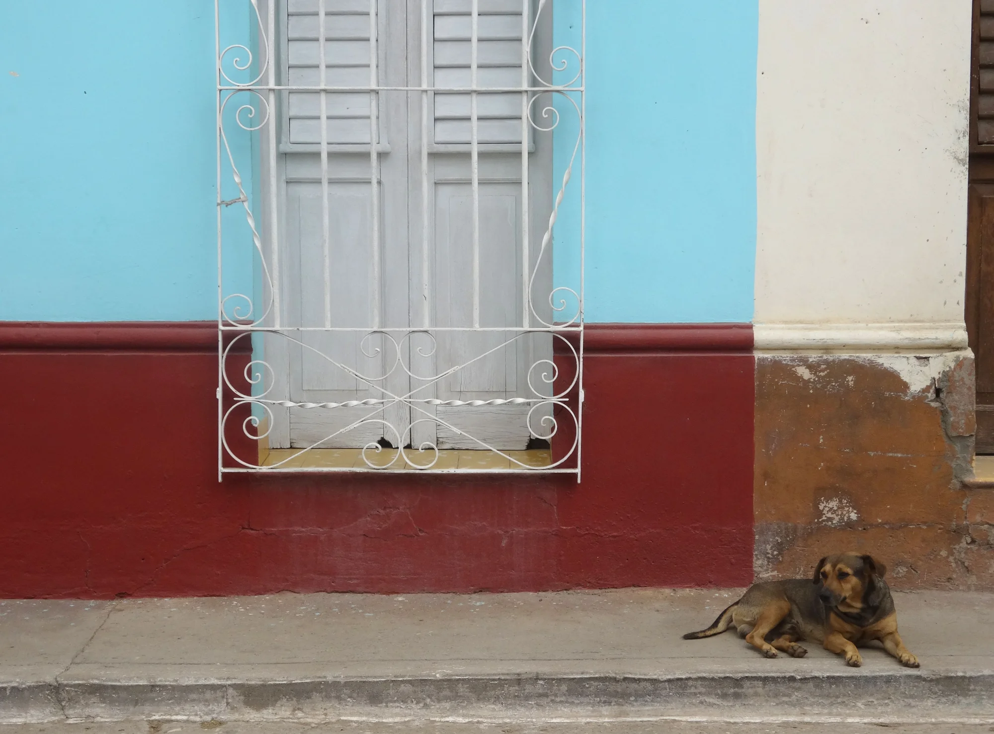 Collection Dogs And Other Lives Sleeping — photographie en couleur de Stéphane Pestel, collection Dogs & Other Lives