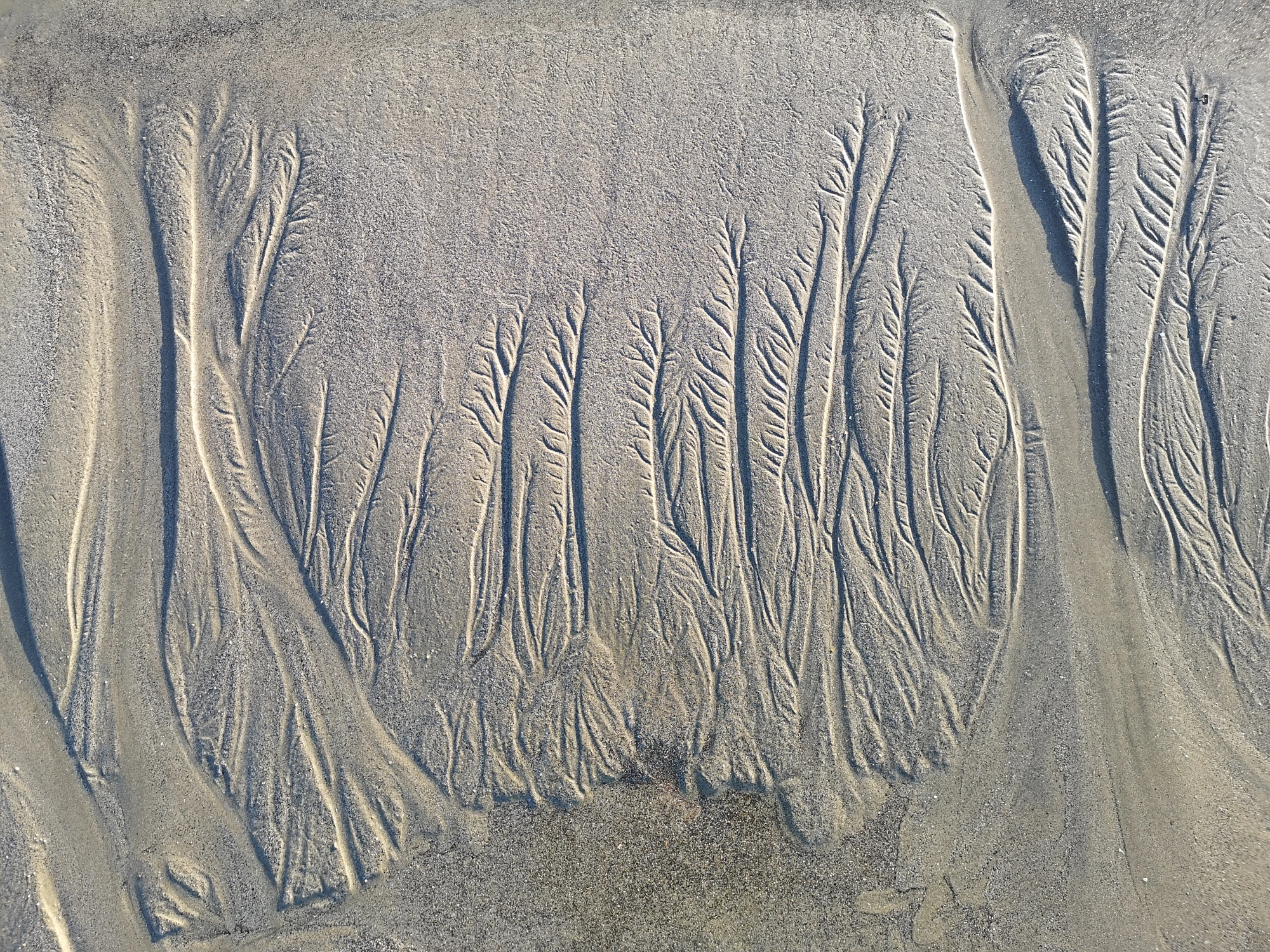 Sable Trees — photographie en couleur de Stéphane Pestel, collection Abstracts
